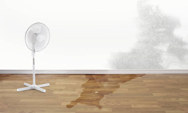 Best Local water damage restoration  in Naples, TX